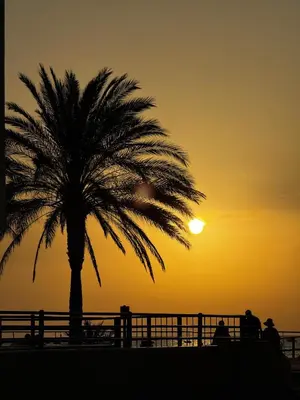 a palm tree in front of a sunset at La Casita de las Piletas in Sanlúcar de Barrameda