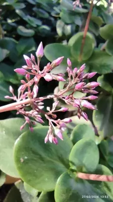 a plant with pink flowers and green leaves at Cosy Cabin in Cádiz in Chiclana de la Frontera