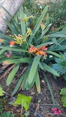 a plant with orange flowers in a garden at Cosy Cabin in Cádiz in Chiclana de la Frontera