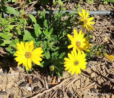 a group of yellow flowers on the ground at Cosy Cabin in Cádiz in Chiclana de la Frontera