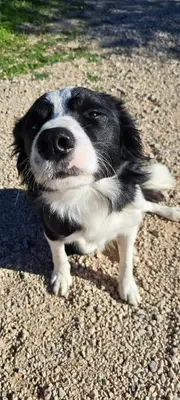 a black and white dog standing on the ground at Villa Paquita in Vallejas