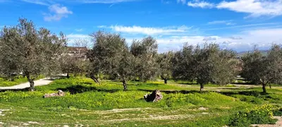 two cows laying in the grass in a field with trees at Villa Paquita in Vallejas