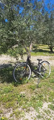 a bike parked in the grass under a tree at Villa Paquita in Vallejas
