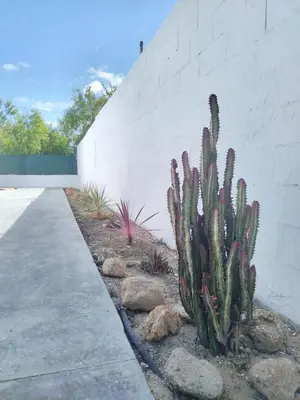 a cactus in a garden next to a white wall at Chalet Vacacional ELIÁ -Piscina Privada, BBQ, Wifi in Chiclana de la Frontera