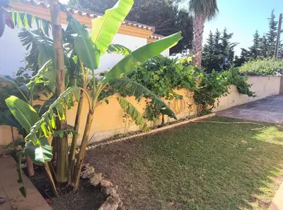 a banana tree in the yard of a house at Villa Sofía in Chiclana de la Frontera