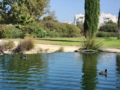 two ducks swimming in the water in a park at ELEVENLIGHTS-COSTABALLENA Garden View in Costa Ballena