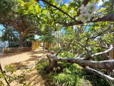 a tree with white flowers on a sidewalk at Countryside villa & private Covered Pool in Chiclana de la Frontera