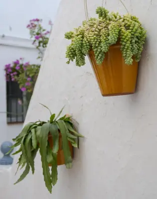 a plant in a pot hanging on a wall at Casa Bombón in Medina Sidonia