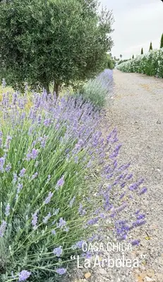 a field of purple flowers on a dirt road at Casa Chica 2 in Sanlúcar de Barrameda