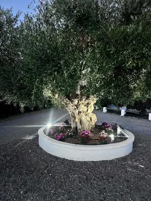a bonsai tree in a pot with flowers at Casa Chica 2 in Sanlúcar de Barrameda