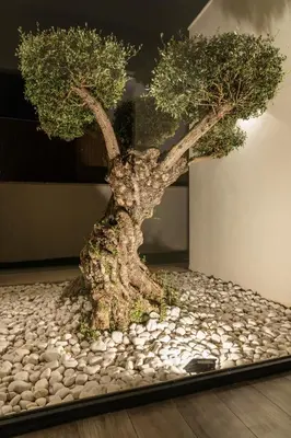 a bonsai tree sitting in a pile of rocks at Villa Paradisus Golf & Wellnes in Cádiz