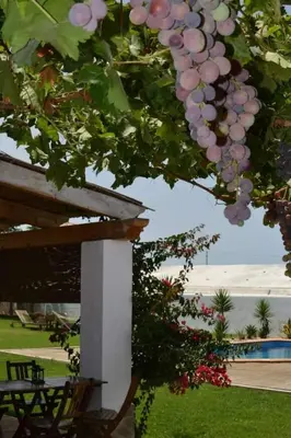 a bunch of grapes hanging from a tree at Alojamiento Rural 
