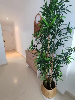 a room with two potted plants next to a wall at Piso a estrenar en el pintoresco Barrio Alto in Sanlúcar de Barrameda