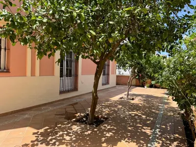 a tree in the middle of a courtyard at Chalet San Francisco in Sanlúcar de Barrameda