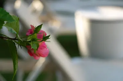 a pink flower is sitting on a table at Hotel Novomar in Chiclana de la Frontera