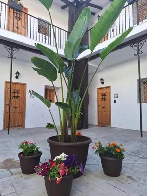 three large pots with plants and flowers in a courtyard at Apartamento La Catavina in Jerez de la Frontera
