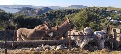 a herd of sheep grazing in a field of grass at Vivienda Rural El Piketa in Algar