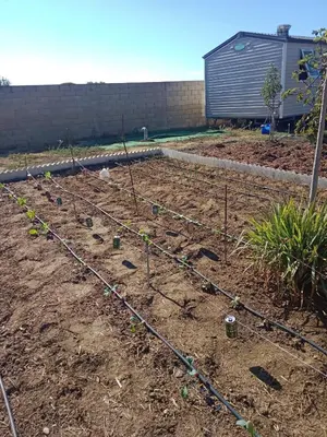 a garden with several plants on the ground at Valentina in Chiclana de la Frontera