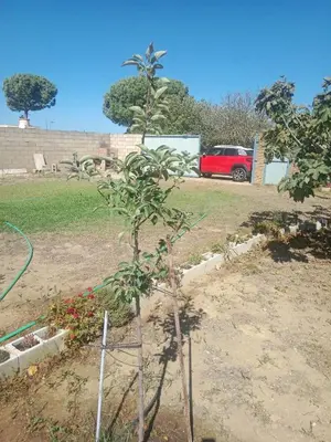 a small tree in the middle of a garden at Valentina in Chiclana de la Frontera