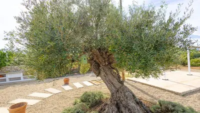 a large olive tree in a garden at Casa Chica 1 Sanlúcar de Barrameda. by Ruralidays in Sanlúcar de Barrameda