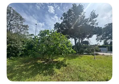 a tree in the middle of a grass field at a casiña cottage in Chiclana in Chiclana de la Frontera