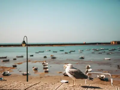 a bird standing on a wall with a body of water at Hidden Gem PLAYA DE SANTA MARÍA SUITES by ApartmentsinCadiz in Cádiz