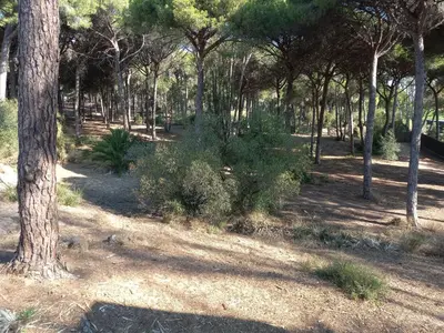 a wooded area with trees and plants in a park at Casa Inocencio in El Puerto de Santa María
