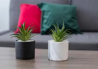 two plants in white and black pots on a table at Playa Victoria Paseo Marítimo 3 Rooms in Cádiz