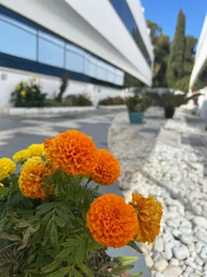 a bunch of orange flowers in front of a building at Ancla Real Apartamentos Loft in El Puerto de Santa María