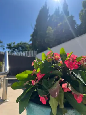 a potted plant with pink flowers sitting on a table at Ancla Real Apartamentos Loft in El Puerto de Santa María