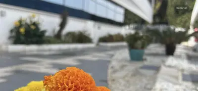 a close up of a orange flower on a table at Ancla Real Apartamentos Loft in El Puerto de Santa María