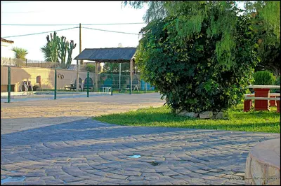 a tree sitting next to a cobblestone street at Mi Oasis in Conil de la Frontera