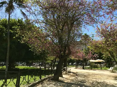 a tree with pink flowers in a park at El Patio in Cádiz