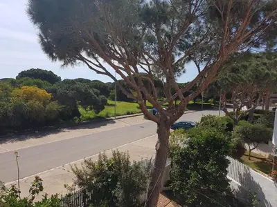 a tree on the side of a street at Sancti Petri Marinero in Chiclana de la Frontera