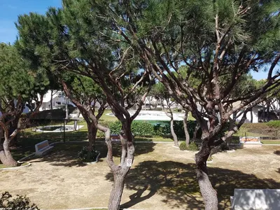 a group of trees in a park at Sancti Petri Marinero in Chiclana de la Frontera