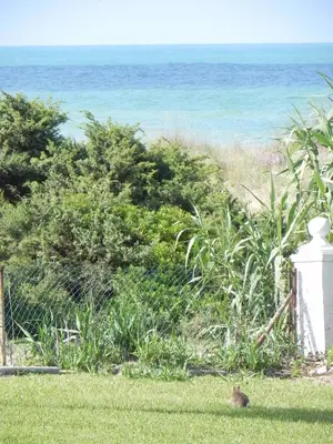 a bird sitting in the grass near the ocean at Casa Sargo in Chiclana de la Frontera