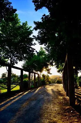 a dirt road with trees and a fence at Cortijo Mesa de la Plata in Arcos de la Frontera