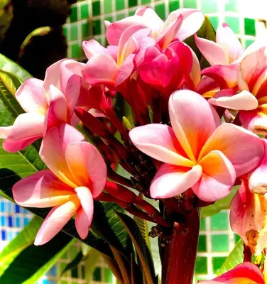 a bouquet of pink and orange flowers in a vase at HIGOS CHUMBOS, CASA RURAL COMPARTIDO in Chiclana de la Frontera