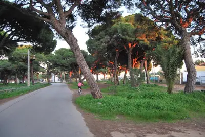 a person riding a bike down a road with trees at Tranvía Beach House in Chipiona