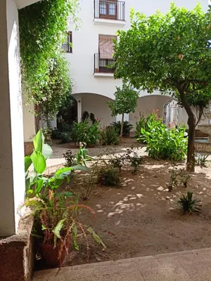 a courtyard with a tree and a building at Piso Ribera del Marisco in El Puerto de Santa María