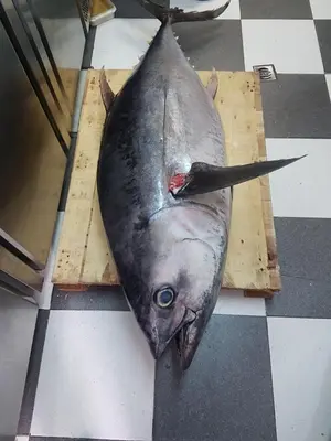 a dead fish on a cutting board on a table at El Campanario in Chiclana de la Frontera