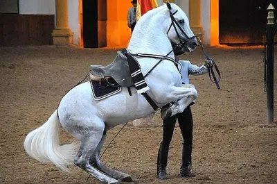 a man is holding a white horse in a arena at Apartamento Plaza Castañuelas in Jerez de la Frontera