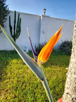 an orange flower in a yard next to a cactus at Alojamientos Rurales Inma in Conil de la Frontera