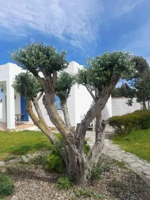 a tree in front of a white building at Alojamientos Rurales Inma in Conil de la Frontera