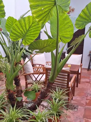 a patio with chairs and plants in a restaurant at Hostal Gran Capitan in Chipiona