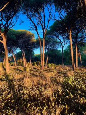 a group of trees in a field with grass at Los Candiles in Conil de la Frontera