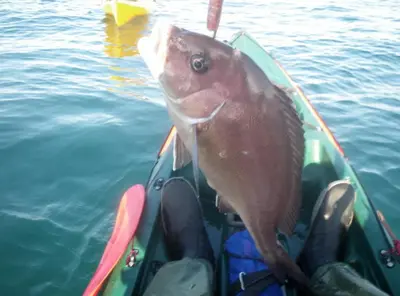 a large fish is standing on the front of a boat at Los Candiles in Conil de la Frontera