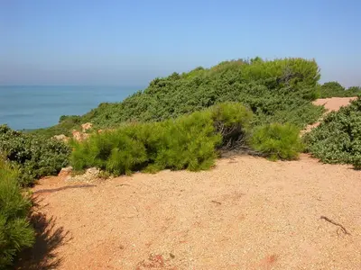 a dirt hill with bushes on it next to the ocean at Chalet en Roche in Conil de la Frontera
