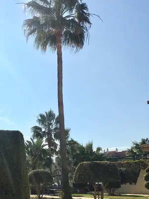 a palm tree in a park next to some bushes at Apartamento Costa Ballena in Rota