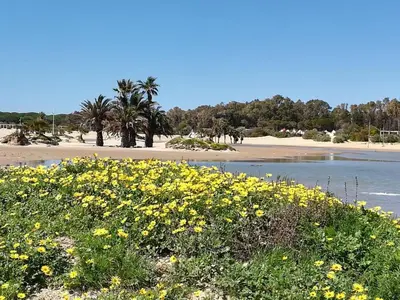 a field of yellow flowers next to a beach at Pisoelpuerto in El Puerto de Santa María